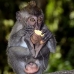 monkey_macaque_balinese_mf_ubud_v_1179_bal4897.jpg
